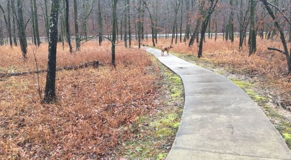 Nature Is Accessible To Everyone Along Slunger Creek Nature Trail In Arkansas