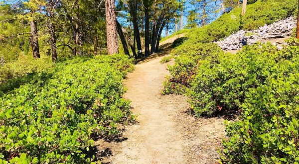 The Short And Sweet Hiking Trail In Southern California, Big Pines Nature Trail, That Is Impossible Not To Love