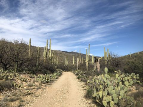 Hike Through An Impressive Forest Of Giant Saguaro Cacti On Hope Camp Trail In Arizona