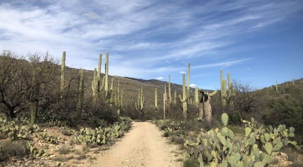 Hike Through An Impressive Forest Of Giant Saguaro Cacti On Hope Camp Trail In Arizona