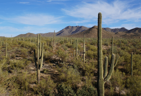 Rugged Desert Beauty Awaits At Tucson Mountain Park In Arizona