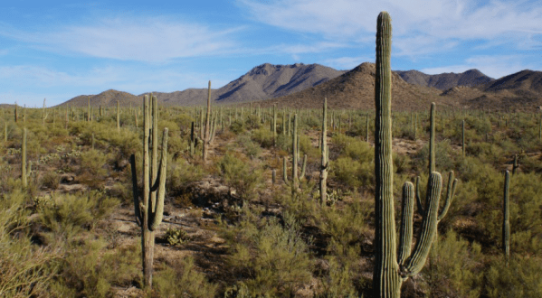 Rugged Desert Beauty Awaits At Tucson Mountain Park In Arizona