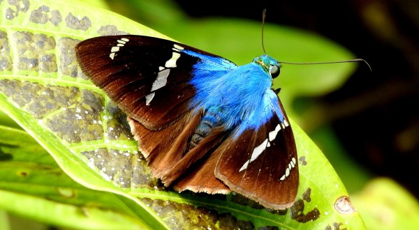 Spend A Magical Afternoon At Judy Istock Butterfly Haven, Illinois’ Largest Butterfly House
