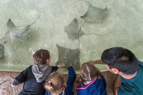 Play With Stingrays And Baby Sharks At The Fort Worth Zoo In Texas For An Adorable Adventure