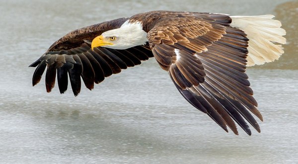For The First Time In Decades, Nesting Bald Eagles Have Been Found In Every New Jersey County