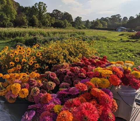 Explore Over 70 Different Types Of Flowers At Whimsy Flower Farm In Georgia
