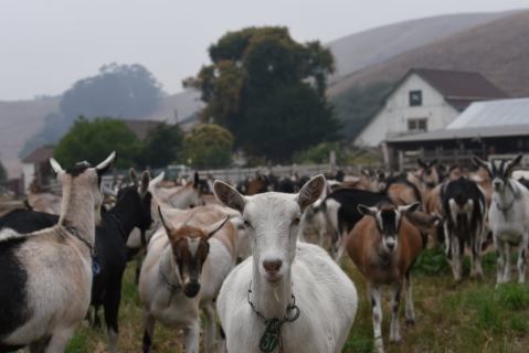 Visit With Baby Goats And Take Home Farmstead Cheese When You Visit Harley Farms In Northern California