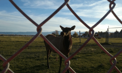 Hang Out With Bison And Elk Outside Of Wyoming's Quiet Kendrick Park