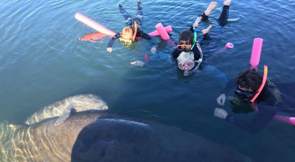 Take A World Famous Manatee Tour From River Safaris In Florida