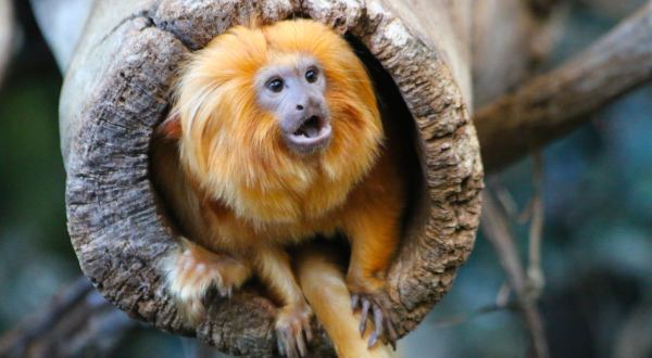 See The Faces Of The Rainforest At Roger Williams Park Zoo In Rhode Island For An Adorable Adventure