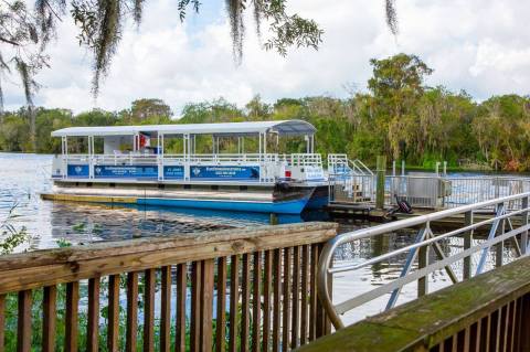Spot Manatees, Alligators, And Other Wildlife When You Take A Tour Of The St. Johns, Florida's Longest River 