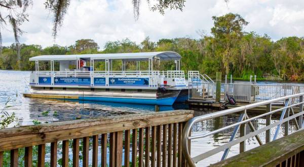 Spot Manatees, Alligators, And Other Wildlife When You Take A Tour Of The St. Johns, Florida’s Longest River 
