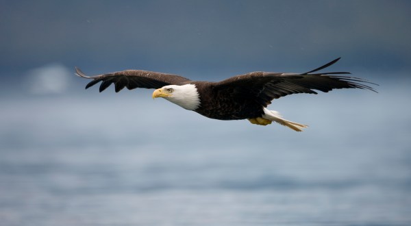 The Best Times And Places To Spot Bald Eagles In Kentucky