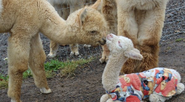 Kismet Acres Alpaca Farm In West Virginia Makes For A Fun Family Day Trip