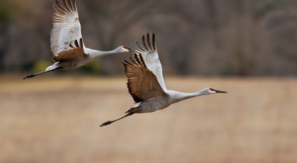 The Arrival Of 20,000+ Sandhill Cranes In Southern Colorado Is A Sight That Everyone Should See