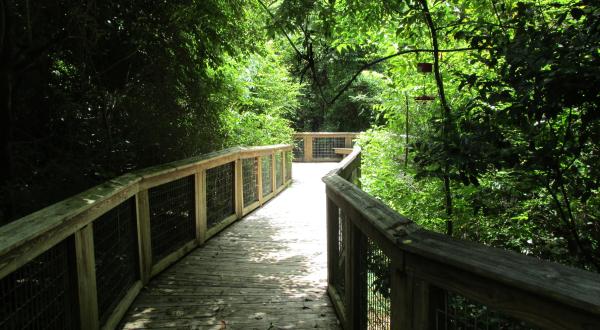 Explore Over 100 Acres Of Swamps Along The Trails At The Bluebonnet Swamp Nature Center In Louisiana