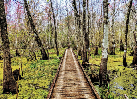 Explore 6,000 Acres Of Louisiana's Swamps At Lake Fausse Pointe State Park