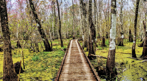 Explore 6,000 Acres Of Louisiana’s Swamps At Lake Fausse Pointe State Park