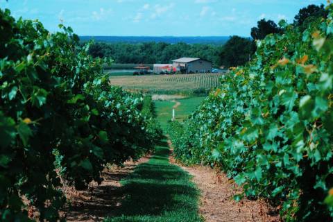 Listen To Music While Sipping Wine At Honker Hill Vineyard In Illinois