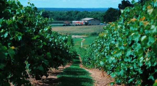 Listen To Music While Sipping Wine At Honker Hill Vineyard In Illinois