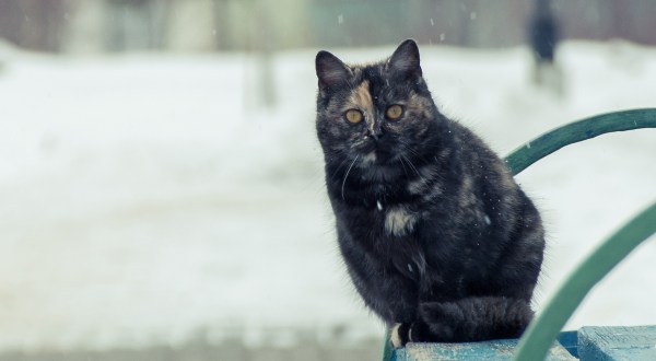 You May Be Surprised To Learn That You Can Get A $999 Fine For Leaving Your Pets Outside In The Cold In Colorado
