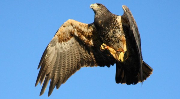 You Can See Hawks, Eagles, And Owls Along The Aptly Named Raptor Alley In South Dakota