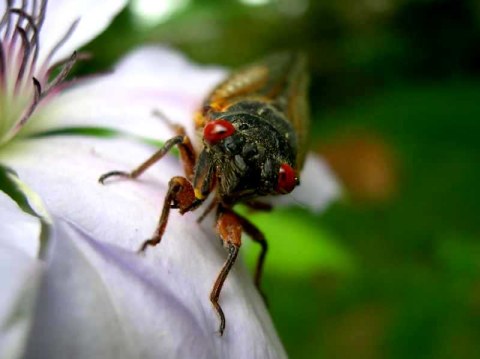 This Spring, Millions Of Cicadas Are Set To Emerge In Georgia After 17 Years Underground