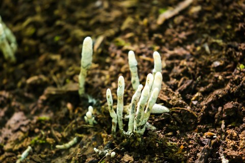 On Your Next Forest Hike, Keep An Eye Out For Dead Man's Fingers, A Spooky Fungus That Grows In West Virginia