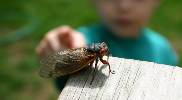 This Spring, Millions Of Cicadas Are Set To Emerge In Kentucky After 17 Years Underground