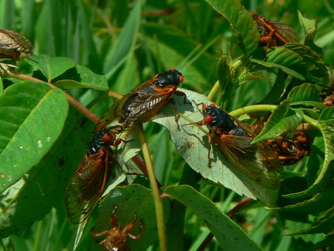 This Spring, Millions Of Cicadas Are Set To Emerge In Illinois After 17 Years Underground