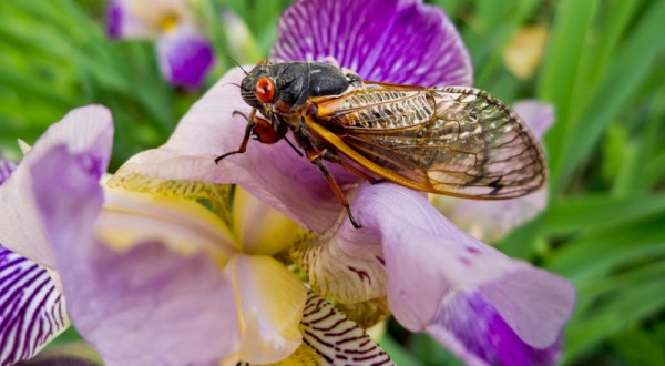 This Spring, Millions Of Cicadas Are Set To Emerge In New Jersey After 17 Years Underground