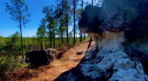 The Gorgeous 1.5-Mile Hike In Louisiana’s Kisatchie Forest That Will Lead You Past A Treetop View
