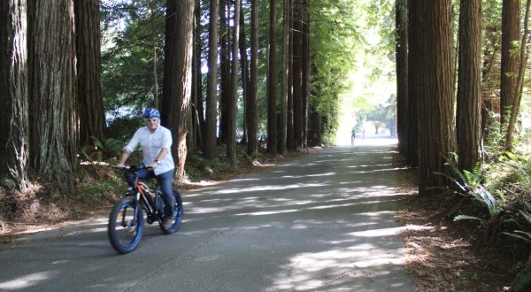 Ride An E-Bike Through The Redwood Forest In Northern California For An Inspiring Adventure