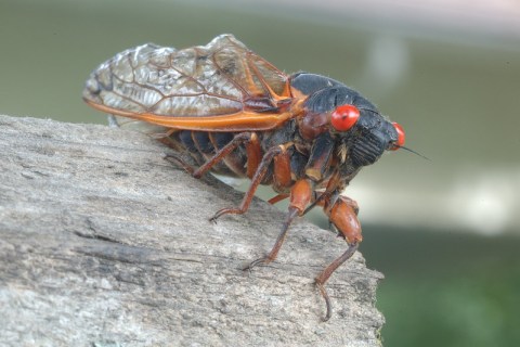 This Spring, Millions Of Cicadas Are Set To Emerge In Pennsylvania After 17 Years Underground