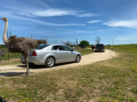 Drive Through The Tupelo Buffalo Park And Zoo In Mississippi For Just $10 Per Person 