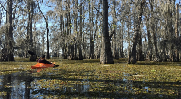Rent A Kayak In Louisiana And Go Off The Grid Through The Atchafalaya Swamp