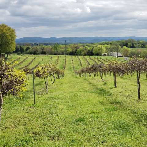 Taste Some Of The Most Unique Wines In America At The Tsali Notch Vineyard In East Tennessee