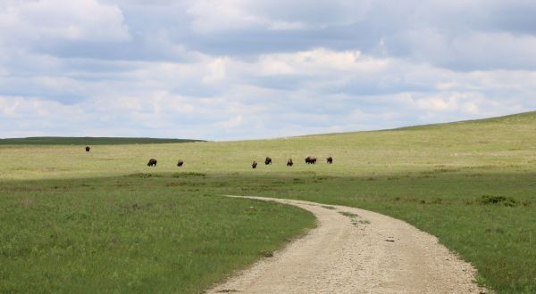Hunt For Arrowheads On A Beautiful And Easy Tallgrass Prairie National Preserve Trail In Kansas