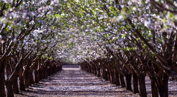 This February, Don’t Miss A Drive Along The Blossom Trail In Northern California That’s Filled With Blooming Fruit Trees