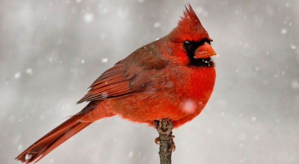 7 Birds That Brave The Snow And Cold To Spend The Winter In West Virginia