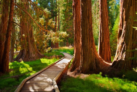 Sequoia National Park: Wander In Wonder Through An Ancient Forest In California