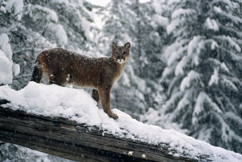 There's Been A Rise In Mountain Lion Encounters In Idaho This Winter After Heavy Snow Storms