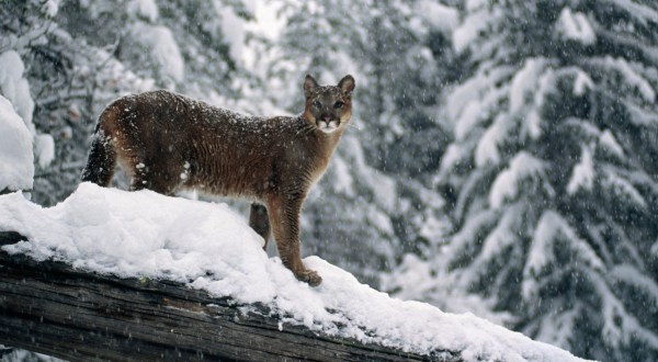 There’s Been A Rise In Mountain Lion Encounters In Idaho This Winter After Heavy Snow Storms