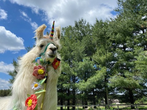 There's A Bed and Breakfast On This Llama Farm In Iowa And You Simply Have To Visit