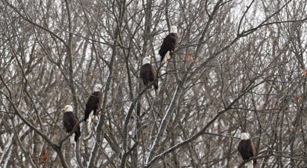 Thousands Of Bald Eagles Flock To The Mississippi River In Iowa And You’ve Got To See It With Your Own Eyes