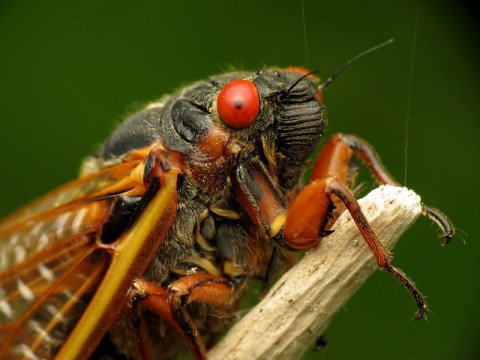 This Spring, Millions Of Cicadas Are Set To Emerge In Indiana After 17 Years Underground