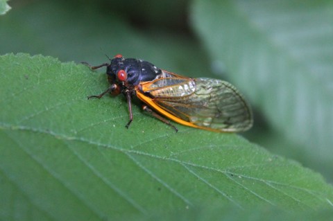 This Spring, Millions Of Cicadas Are Set To Emerge In West Virginia After 17 Years Underground