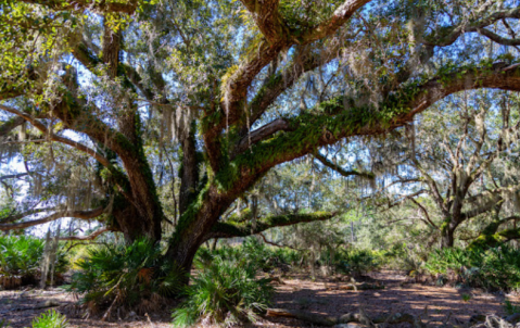 This 5 Mile Loop Through Split Oak Forest In Florida Is The Perfect Daytime Adventure