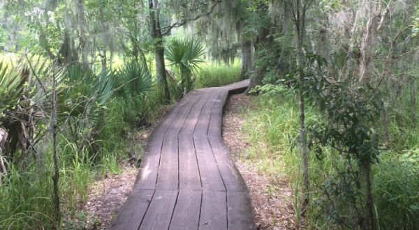 The Old Barataria Trail Will Show You A Completely New Side Of Louisiana