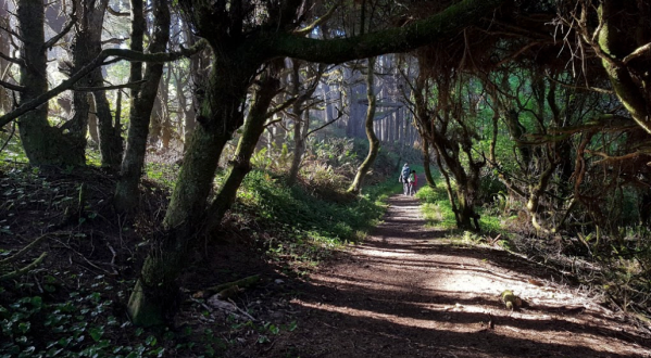 Take An Easy Trail To Enter Another World On The Yurok Loop Trail In Northern California